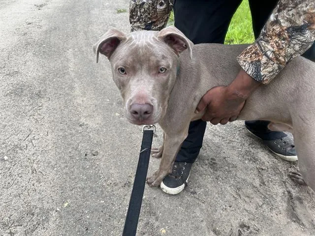 Hugo