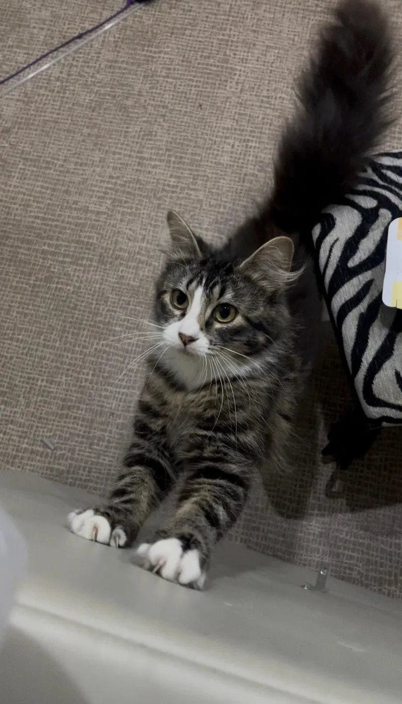 A baby medium-sized female Gray & White Domestic Medium Hair cat named Batsy for adoption in San Jose, CA