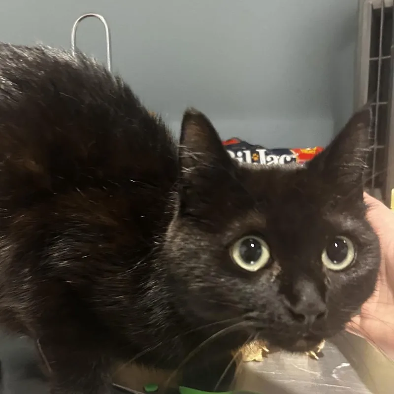 An adult medium-sized female Black Domestic Short Hair cat named Princess Celestia for adoption in Chattanooga, TN