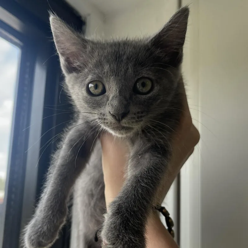 A baby small-sized male Gray / Blue / Silver Domestic Short Hair cat named Sparrow for adoption in St. Louis, MO