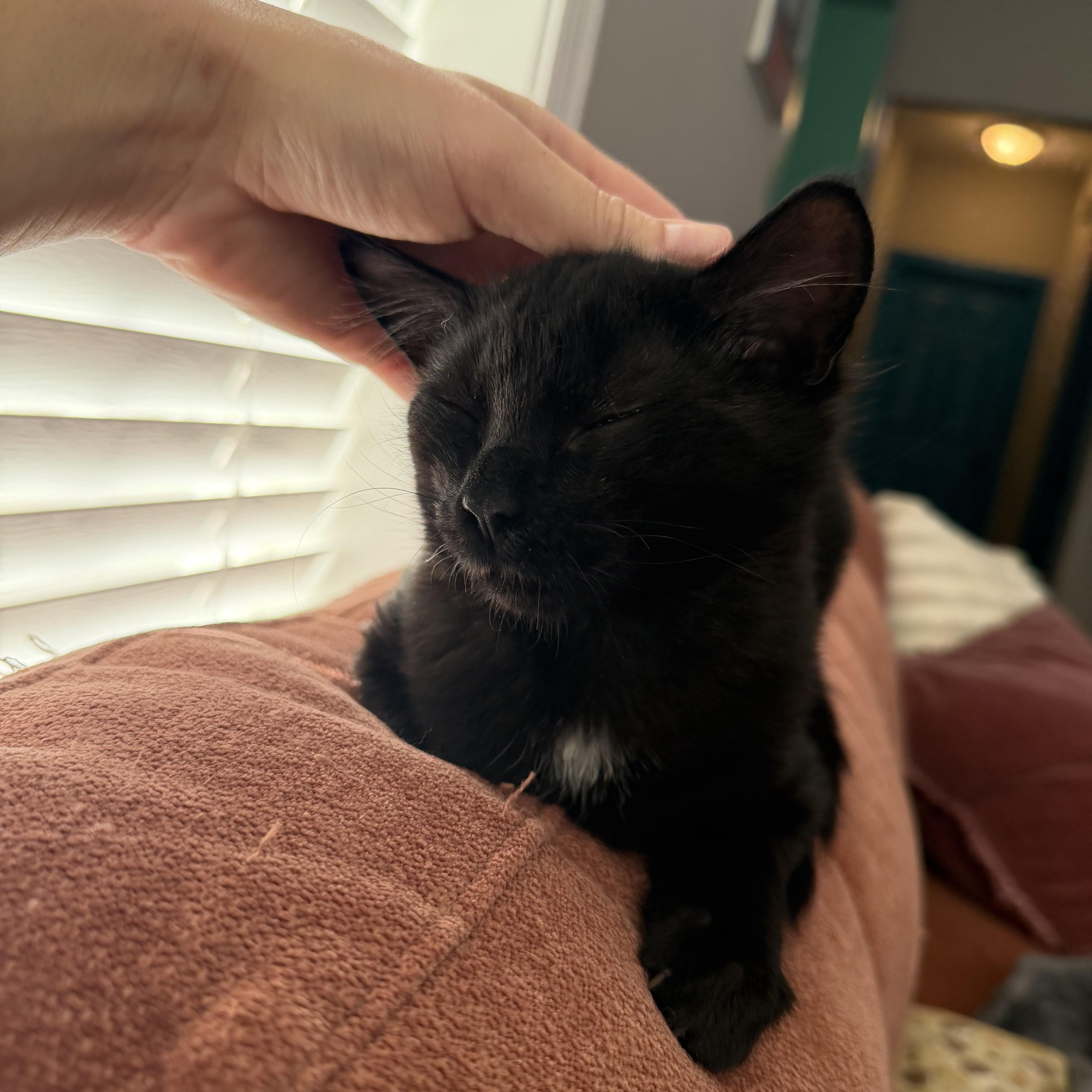 Quesadilla thumbnail 2