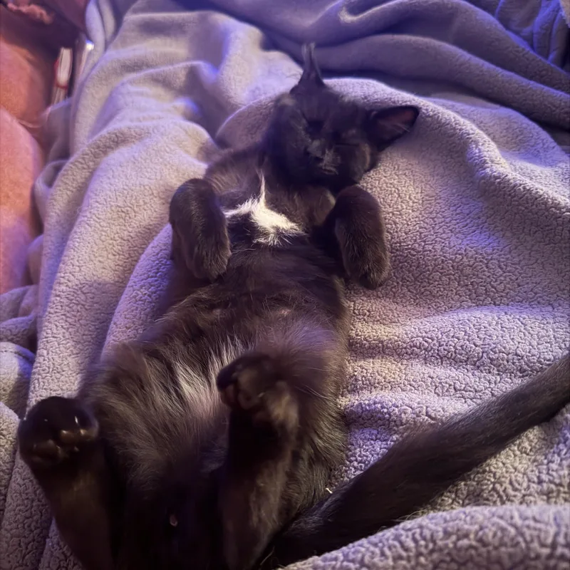 Quesadilla thumbnail 4