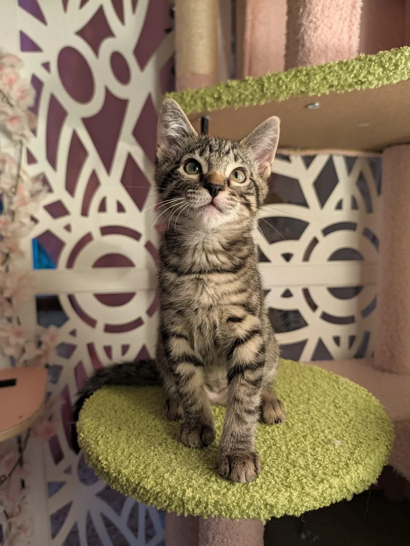 A baby medium-sized female Tabby (Brown / Chocolate) Domestic Short Hair cat named Snap Dragon for adoption in Beaverton, OR