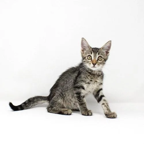 A baby medium-sized male Domestic Short Hair cat named Oakden for adoption in Florence, AZ