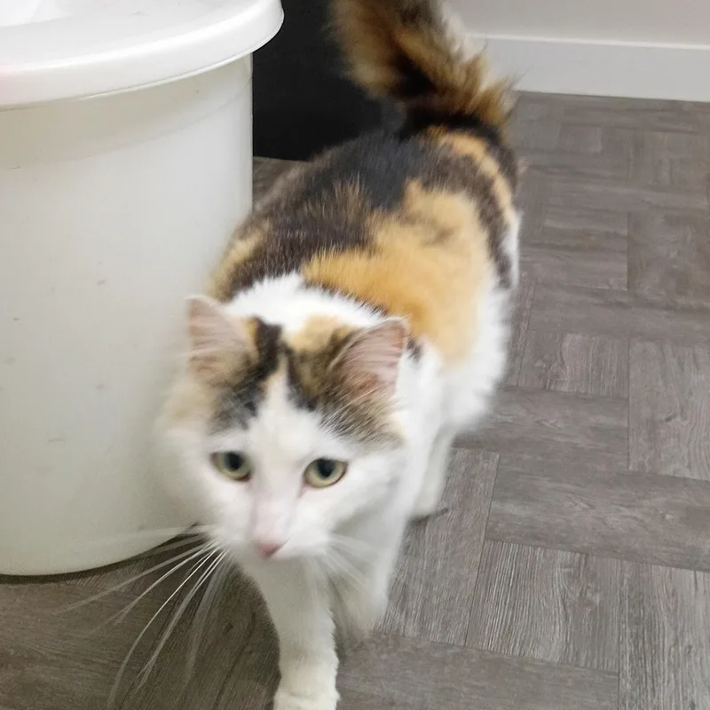 Precious thumbnail 2