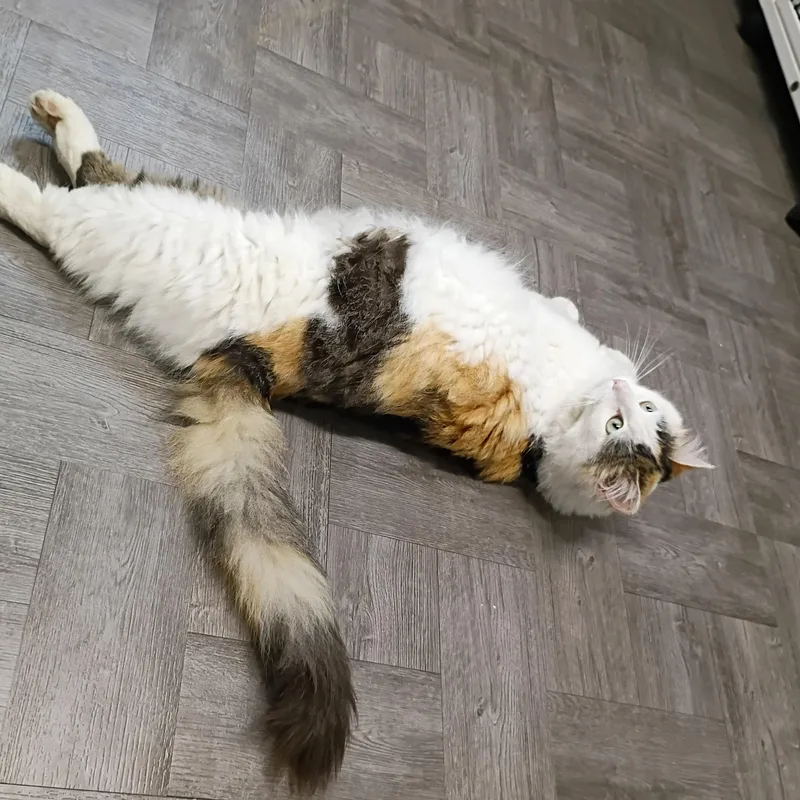 Precious thumbnail 3