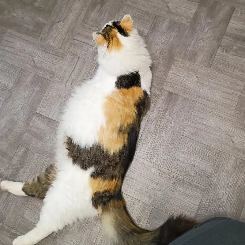 Precious thumbnail 4