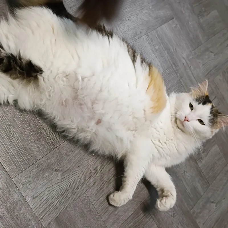 Precious thumbnail 5