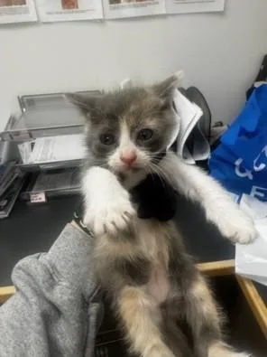 A baby small-sized female Domestic Short Hair cat named Franny for adoption in Van Nuys, CA