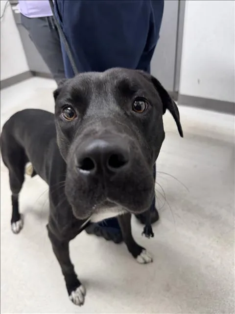 An adult medium-sized male Labrador Retriever dog named Tony for adoption in Los Angeles, CA