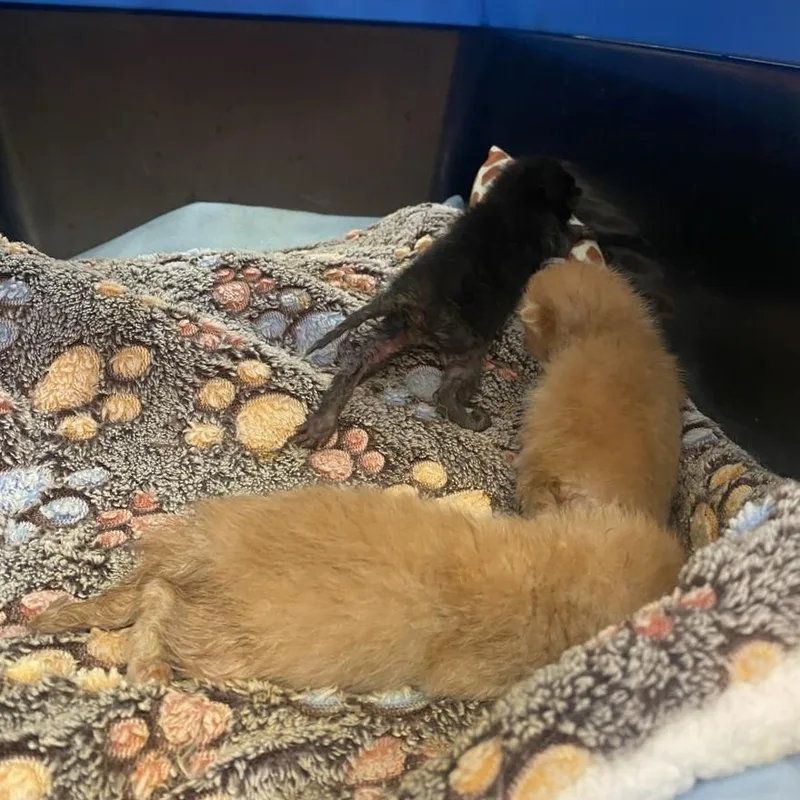 A baby small-sized male Orange / Red Domestic Short Hair cat named Vern for adoption in Westminster, CA