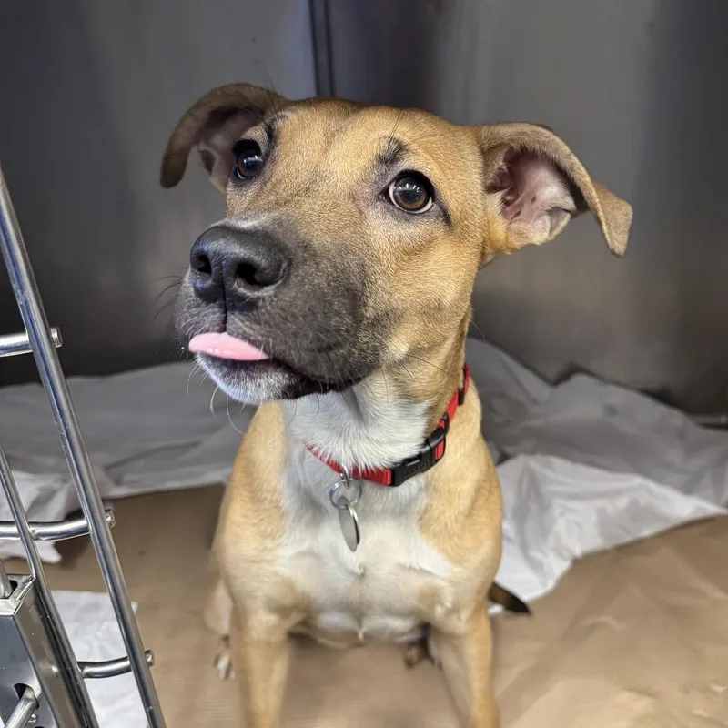 A young large-sized male Brown / Chocolate Mixed Breed dog named Tx Cc for adoption in Port Washington, NY