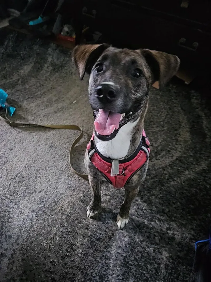 An adult medium-sized female Brindle Plott Hound dog named MirabelJunie for adoption in Columbia, MD
