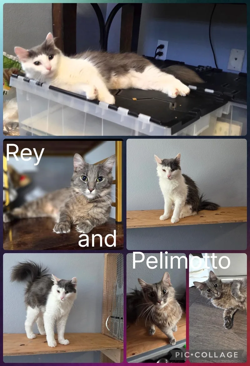 An adult medium-sized female Gray & White Domestic Medium Hair cat named Rey and Pelimottoe for adoption in Newberg, OR
