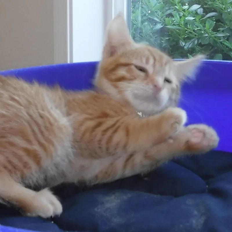 A baby medium-sized male Tabby (Orange / Red) Tabby cat named Jude Super Cute for adoption in Hoquiam, WA