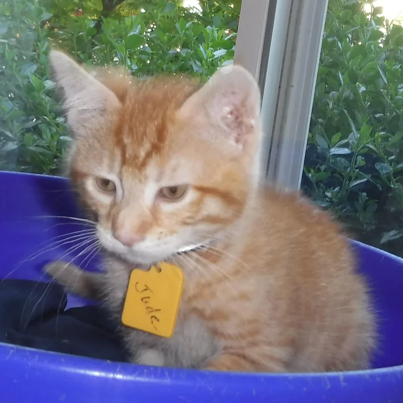 Jude  Super Cute thumbnail 2