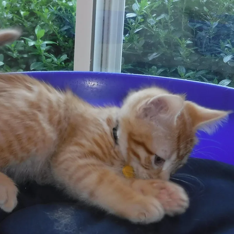 Jude  Super Cute thumbnail 3