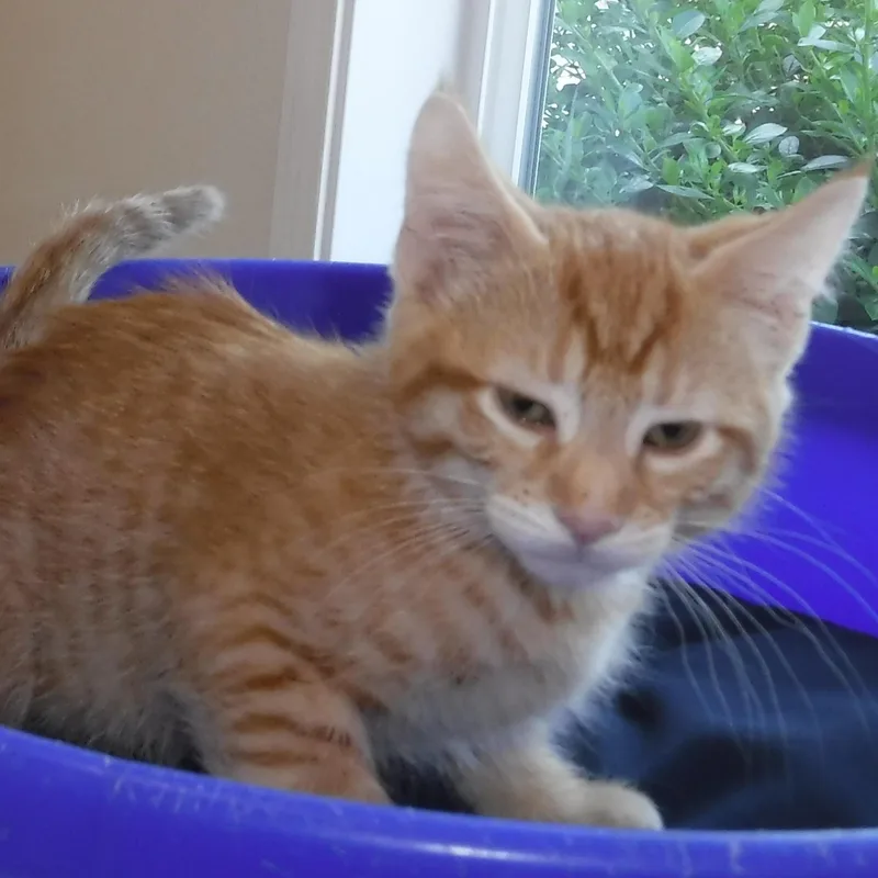 Jude  Super Cute thumbnail 4