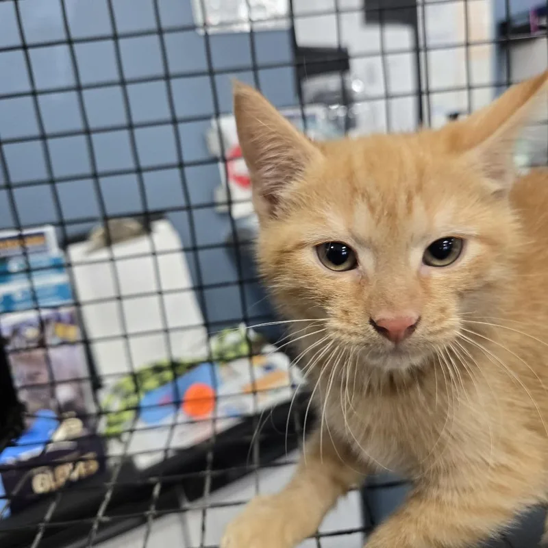 A baby small-sized male Orange / Red Domestic Short Hair cat named Icey for adoption in Newark, NJ