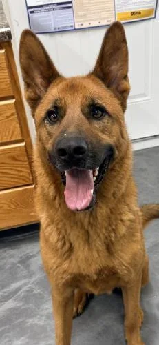 A young large-sized male Shepherd dog named Lou for adoption in Thief River Falls, MN