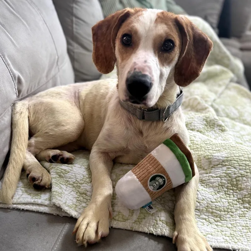 A young medium-sized female White / Cream Basset Hound dog named Aviva for adoption in Austin, TX