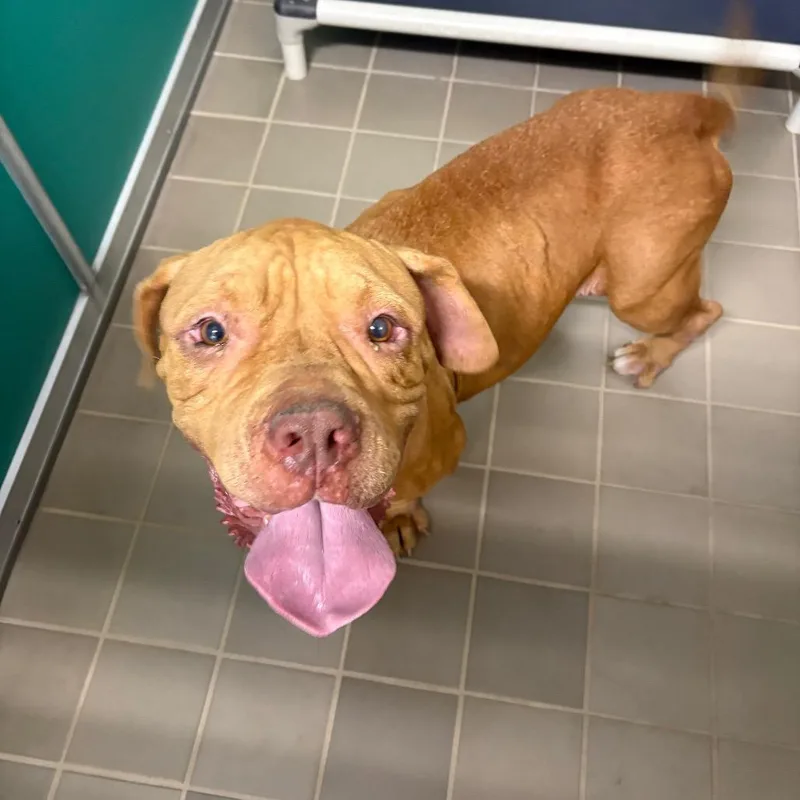 An adult large-sized female Mastiff dog named Gaia for adoption in Bryan, TX