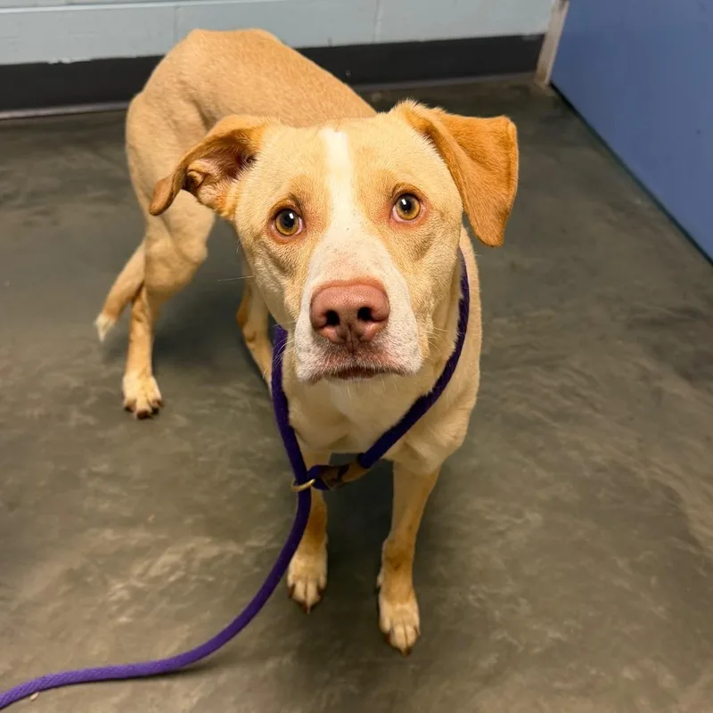 An adult medium-sized male Yellow / Tan / Blond / Fawn Mixed Breed dog named Sauerkraut for adoption in DeKalb, IL
