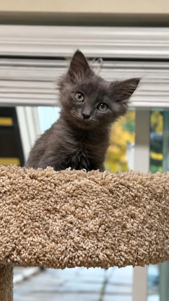 A baby medium-sized male Domestic Medium Hair cat named Turtle for adoption in Salt Lake City, UT