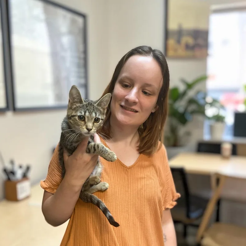 A baby small-sized female Tabby (Buff / Tan / Fawn) Domestic Short Hair cat named Clutch for adoption in Elyria, OH