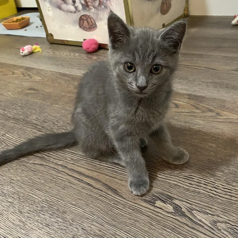 A baby small-sized male Gray / Blue / Silver Domestic Short Hair cat named Dusty for adoption in Walnut Cove, NC