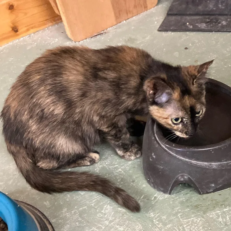 A baby medium-sized female Tortoiseshell cat named Pea aka Party Girl for adoption in Pendleton, OR