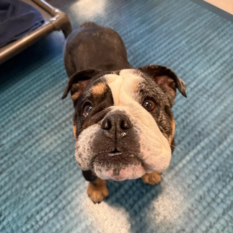 An adult medium-sized female Black English Bulldog dog named Ms. Ruby for adoption in Playa Vista, CA