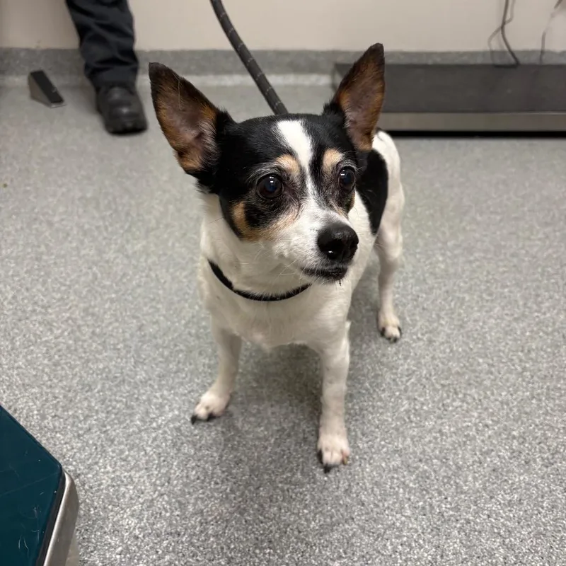 An adult small-sized female White / Cream Chihuahua dog named Winnie for adoption in Batavia, OH