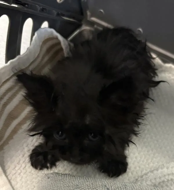 A baby small-sized female Domestic Short Hair cat named Kc for adoption in Lawrenceville, GA