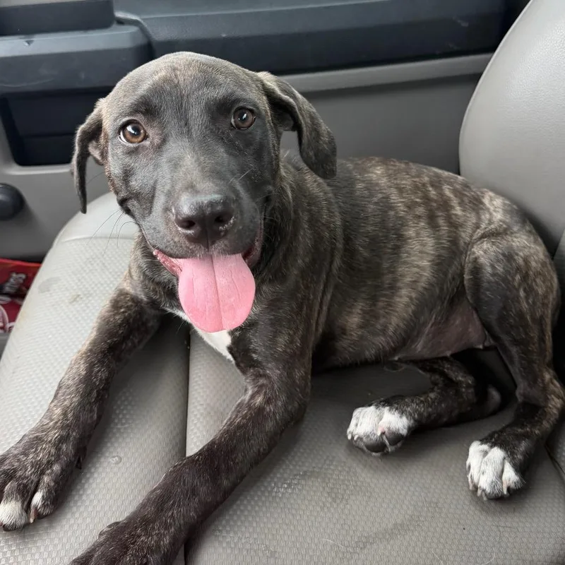 A baby small-sized female Brindle Mixed Breed dog named Brindy for adoption in Lufkin, TX