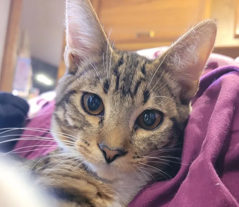 Sabo  The Sweetest thumbnail 2