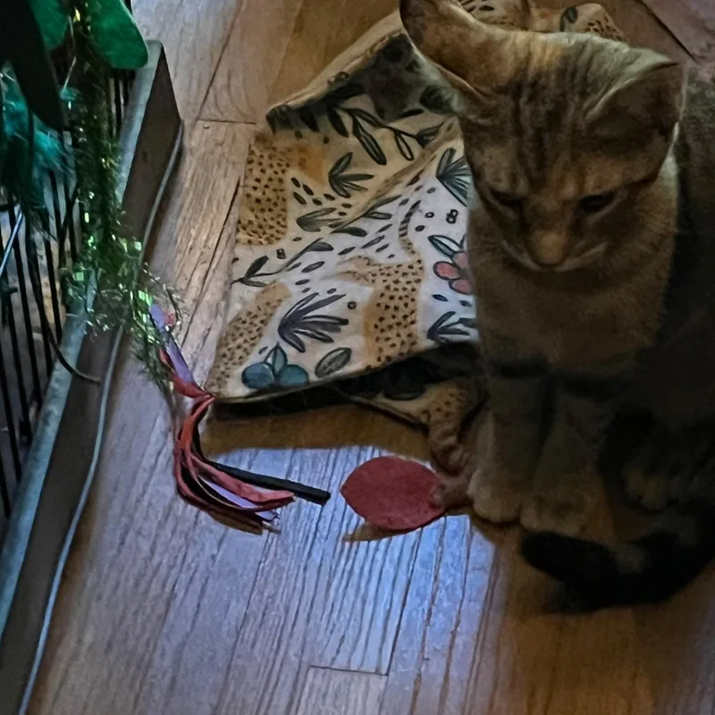 A baby medium-sized female Domestic Short Hair cat named Rainbow for adoption in Tulsa, OK