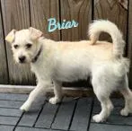 A young medium-sized male Schnauzer dog named Briar cheerfullyoutgoing for adoption in Houston, TX