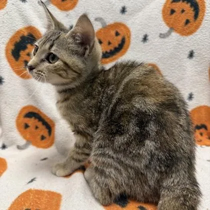 A baby small-sized female Domestic Short Hair cat named Casper for adoption in Janesville, WI