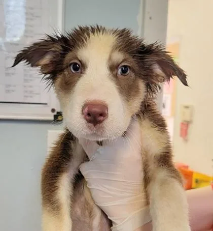 A baby medium-sized female Mixed Breed dog named Hawa for adoption in West Chester, PA