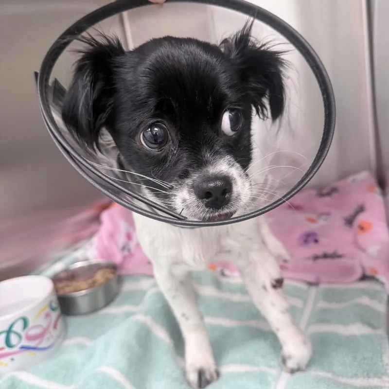 A baby small-sized female White / Cream Mixed Breed dog named Ava for adoption in Jupiter, FL