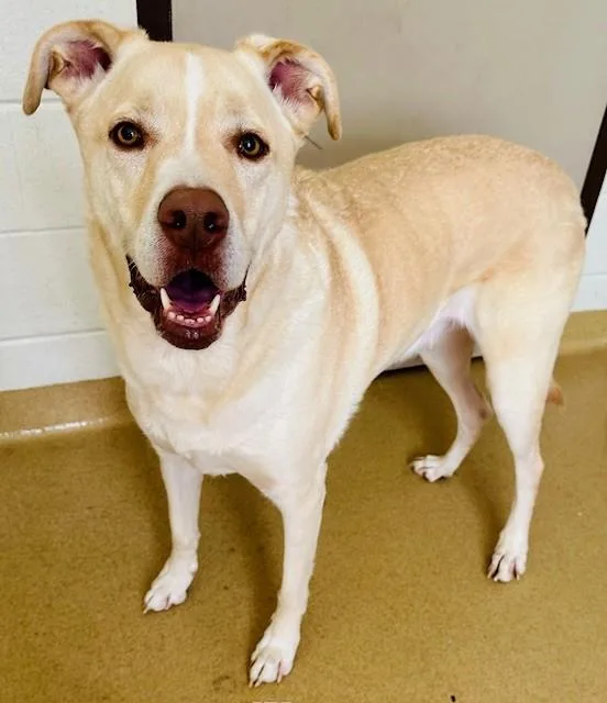 An adult large-sized male Labrador Retriever dog named Gambit for adoption in Derwood, MD