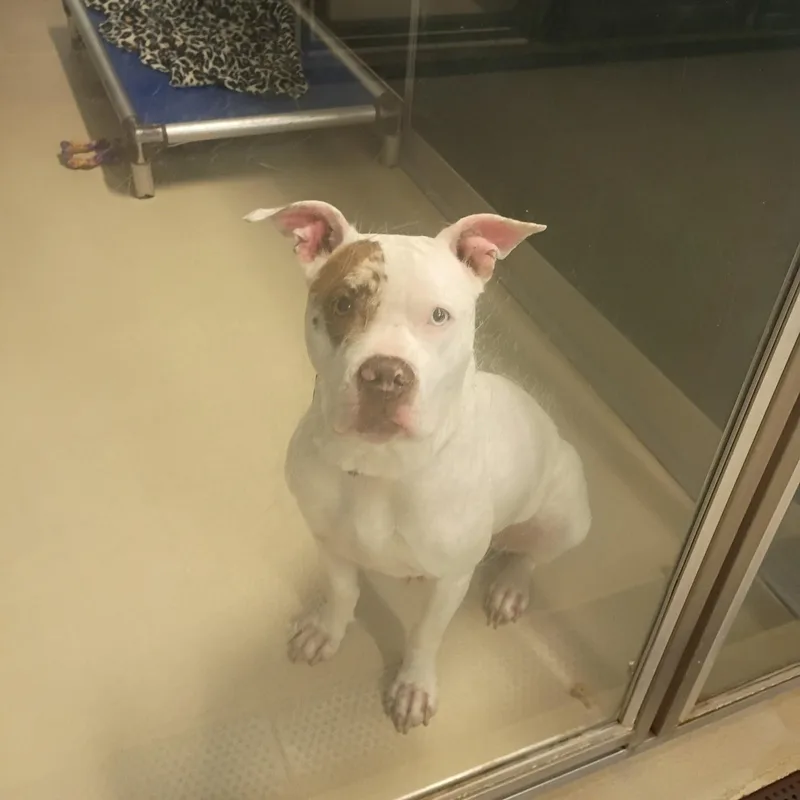 A young medium-sized female White / Cream Pit Bull Terrier dog named Luna for adoption in Phoenixville, PA