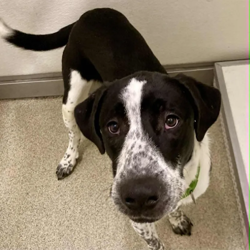 A young large-sized male Black Great Pyrenees dog named Scooby for adoption in Ballston Spa, NY