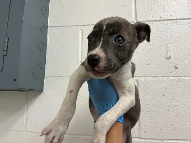 A baby small-sized female Pit Bull Terrier dog named Bailey for adoption in San Bernardino, CA