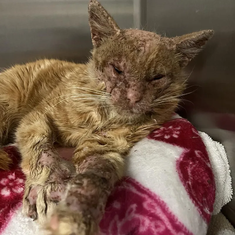 An adult medium-sized male Orange / Red Domestic Short Hair cat named Edwin for adoption in Rocky Mount, VA