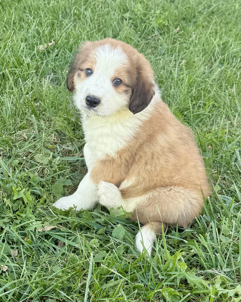 A baby medium-sized male Australian Shepherd dog named Patton for adoption in Iron Ridge, WI