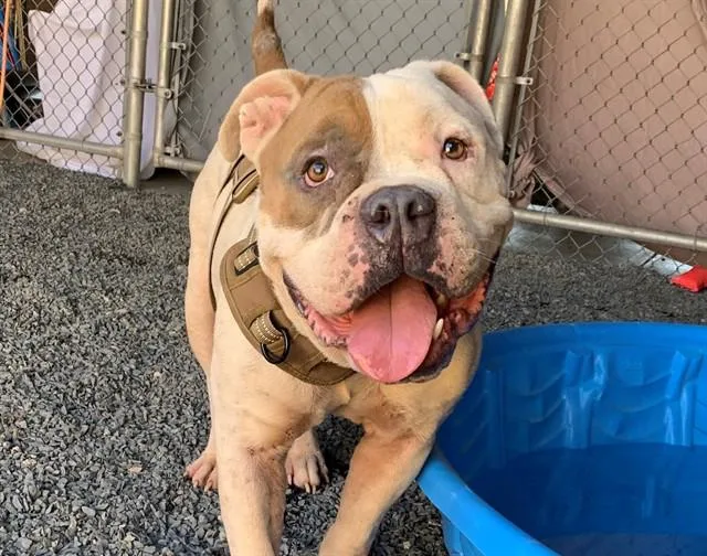 A young small-sized male English Bulldog dog named SAVE ME PLEASE Bubba for adoption in San Marcos, CA