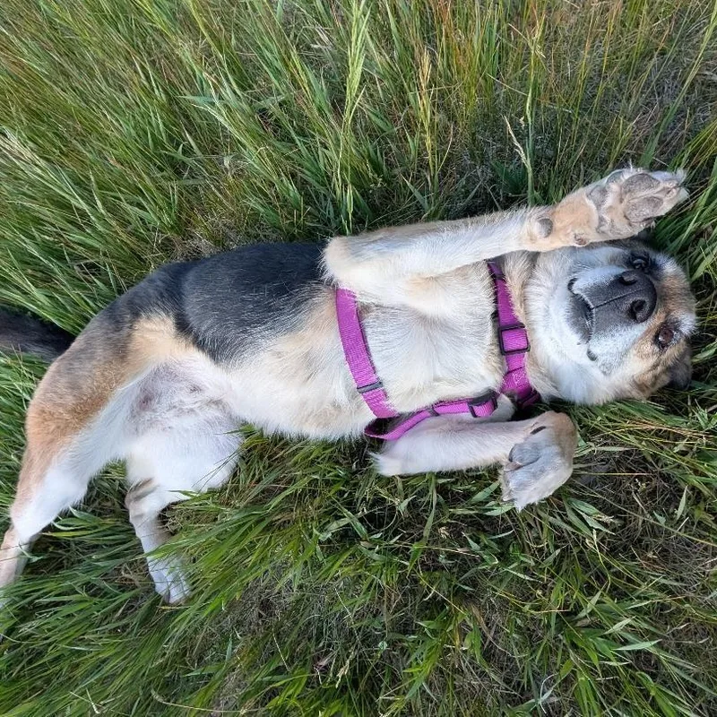Bella in New Mexico thumbnail 2