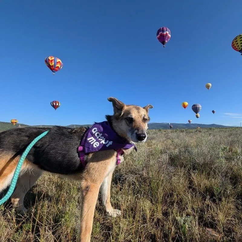 Bella in New Mexico thumbnail 3